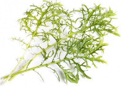 Wkład nasienny Lingot warzywa liściowe musztardowiec Golden Frills