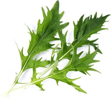 Wkład nasienny Lingot warzywa liściowe kapusta Mizuna