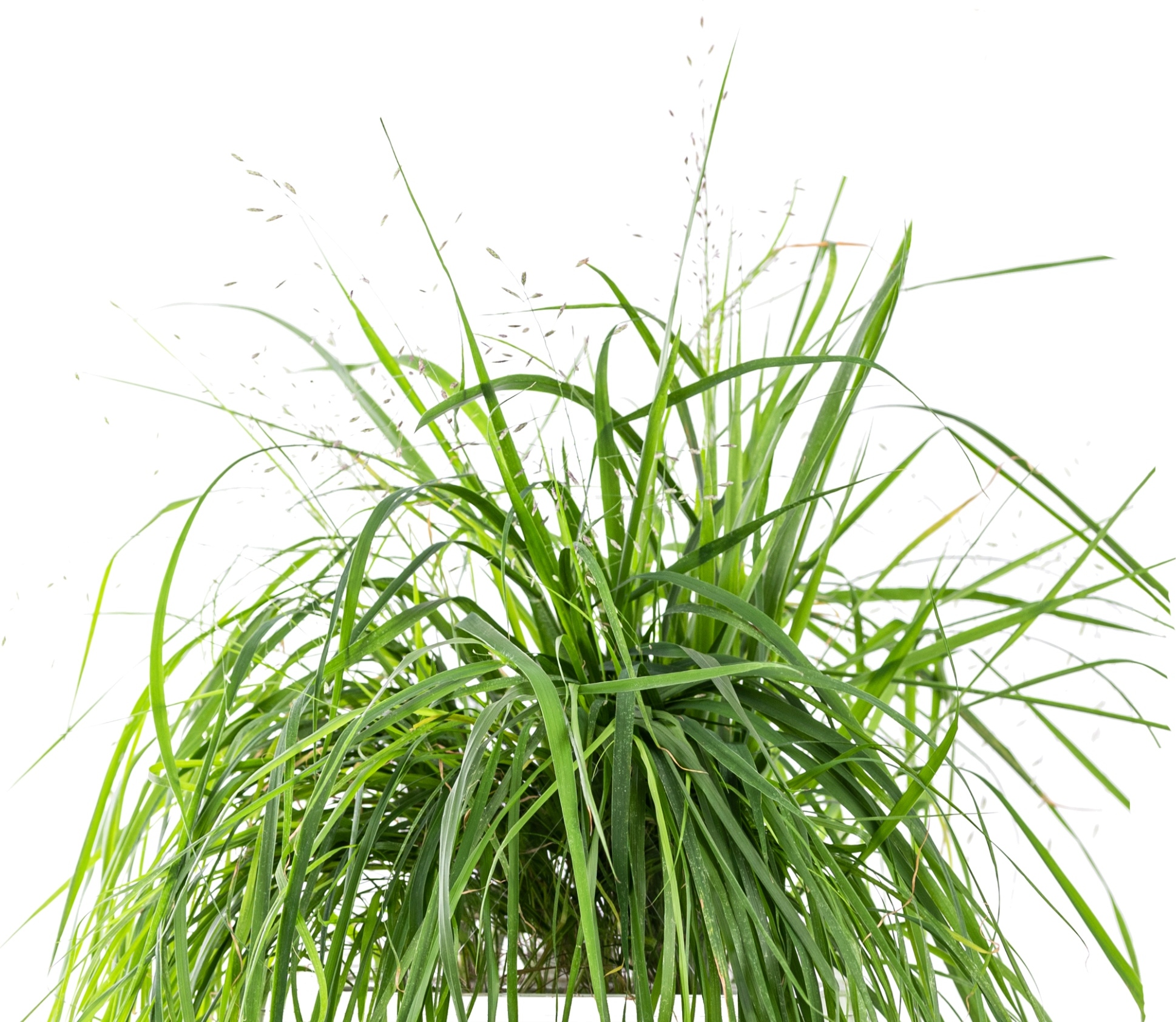 Wkład nasienny Lingot rośliny ozdobne trawa miłka