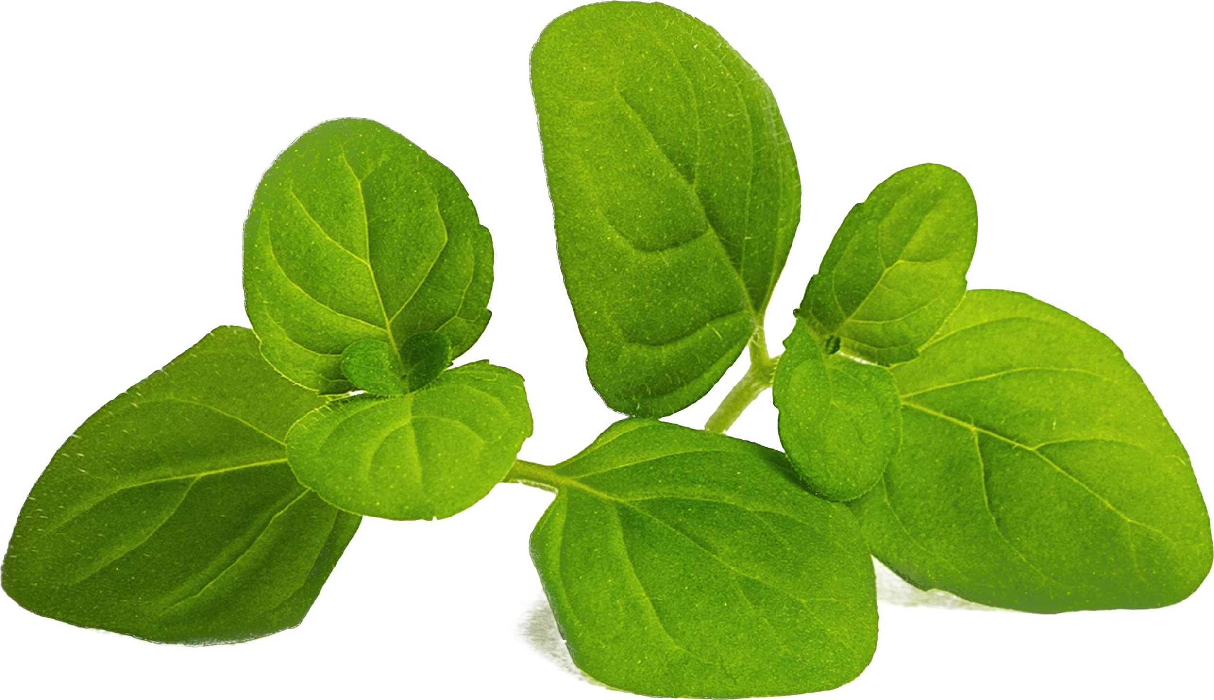 Wkład nasienny Lingot zioła podstawowe mięta lodowa