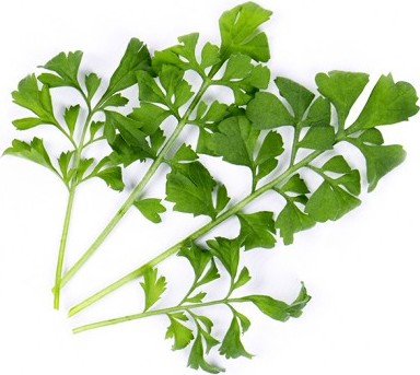 Wkład nasienny Lingot warzywa liściowe rukiew wodna