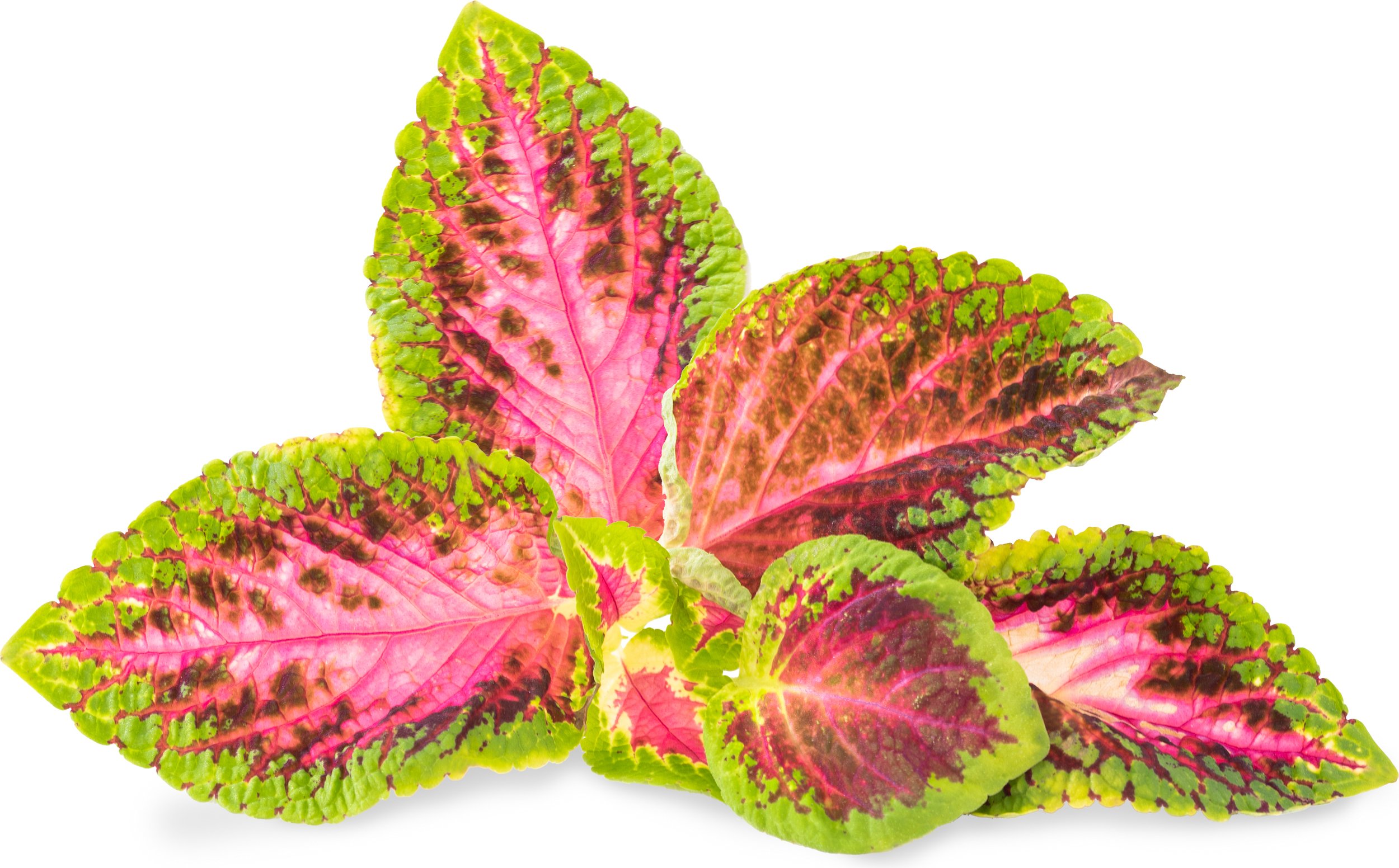 Wkład nasienny Lingot rośliny ozdobne koleus blumego różowy