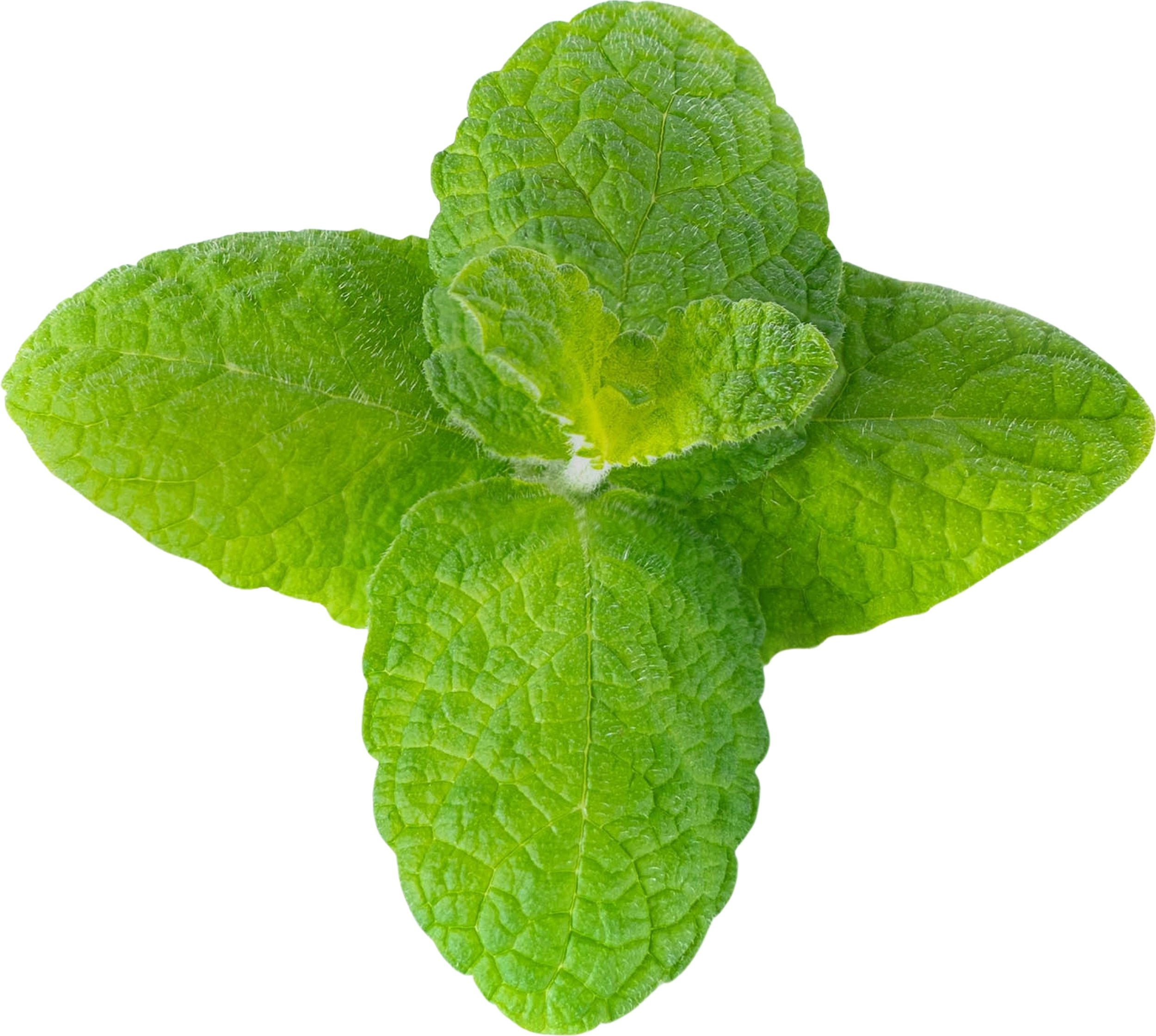 Wkład nasienny Lingot zioła nietypowe mięta jabłkowa