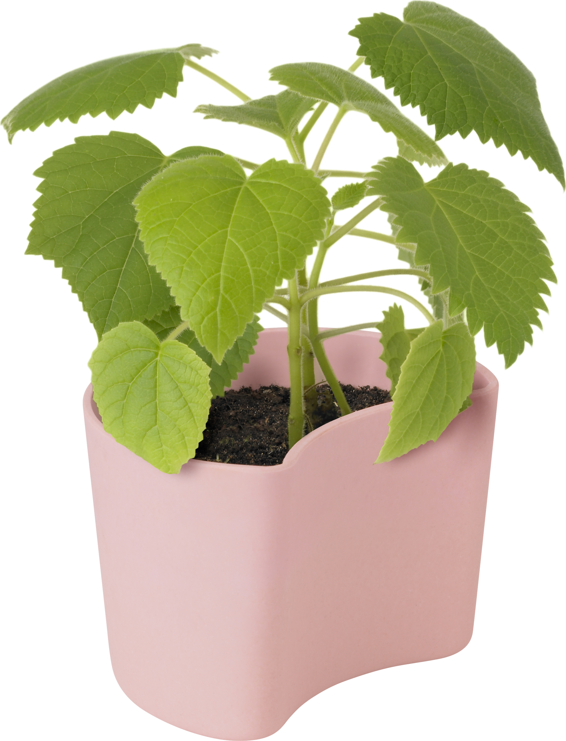 Doniczka Your Tree z nasionami brzozy różowa