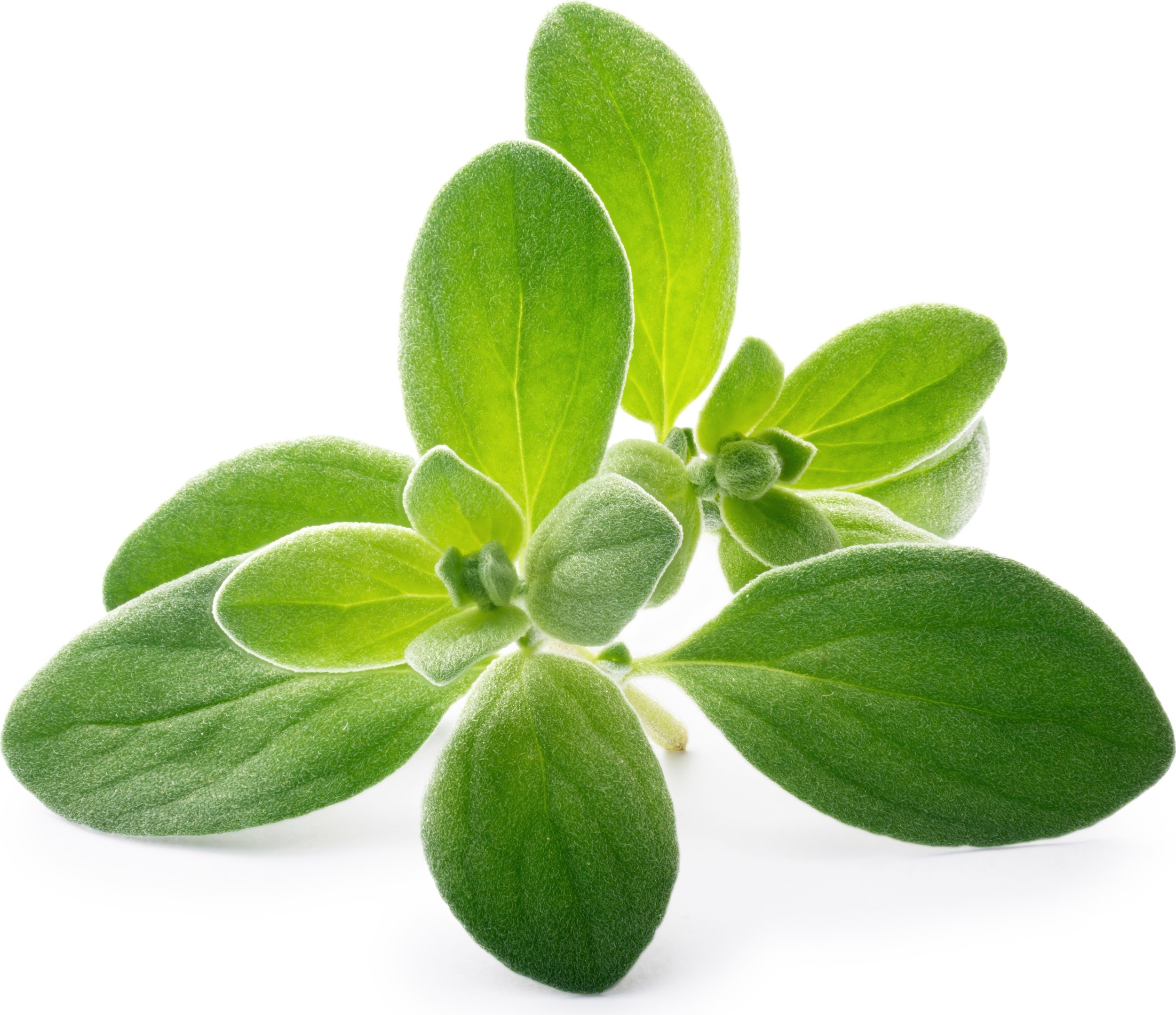 Wkład nasienny Lingot zioła podstawowe majeranek ogrodowy