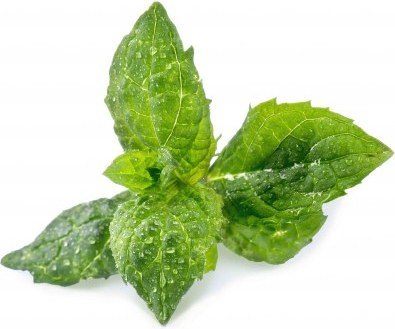 Wkład nasienny Lingot zioła podstawowe mięta