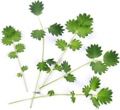 Wkład nasienny Lingot warzywa liściowe krwiściąg mniejszy