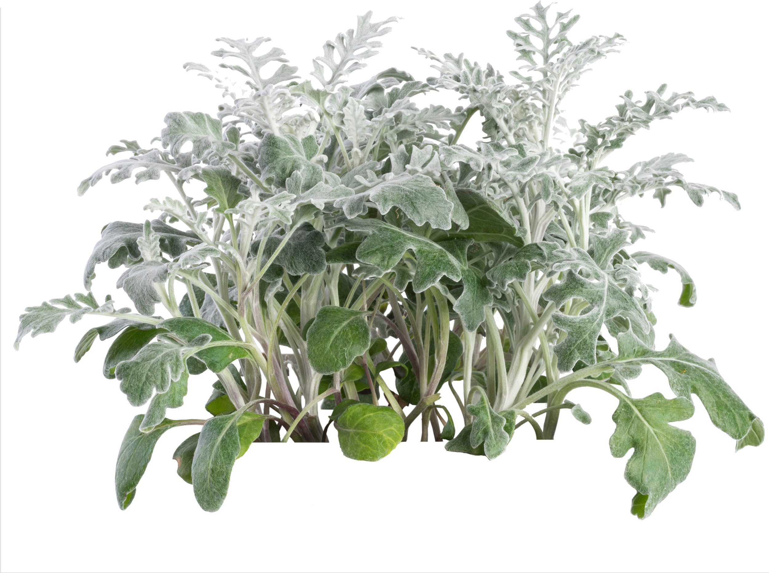 Wkład nasienny Lingot rośliny ozdobne starzec popielny