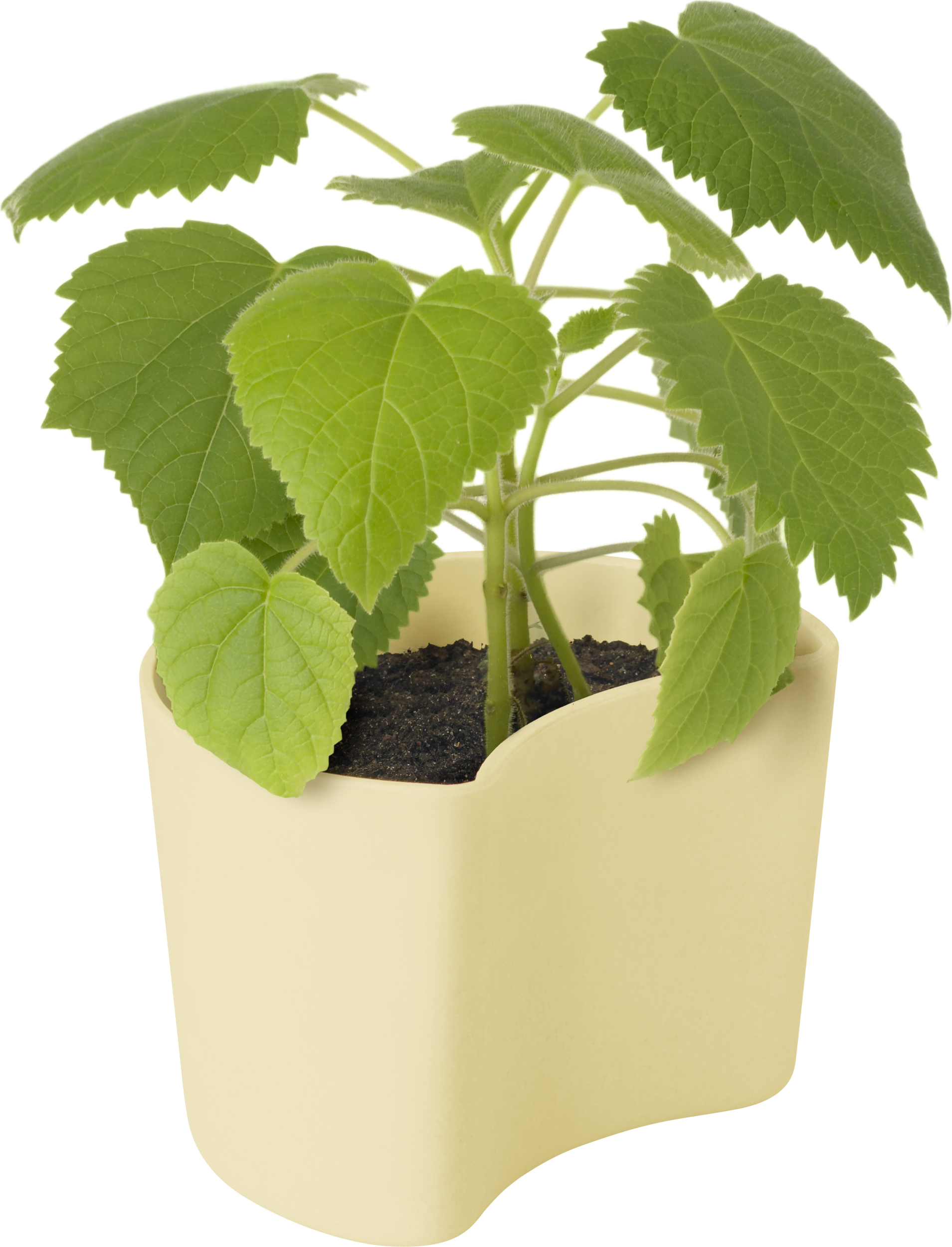 Doniczka Your Tree z nasionami brzozy żółta