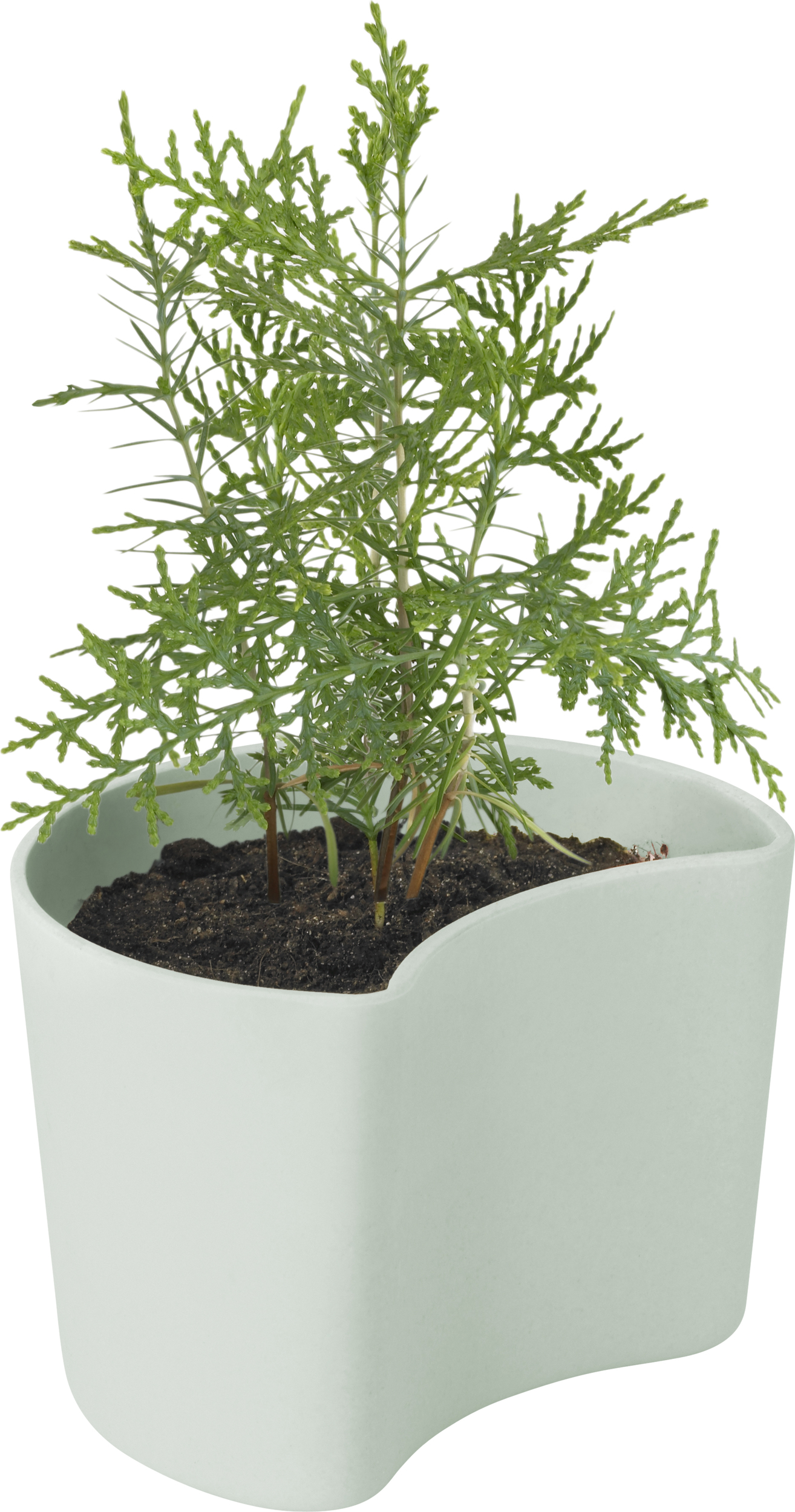 Doniczka Your Tree z nasionami sosny zielona