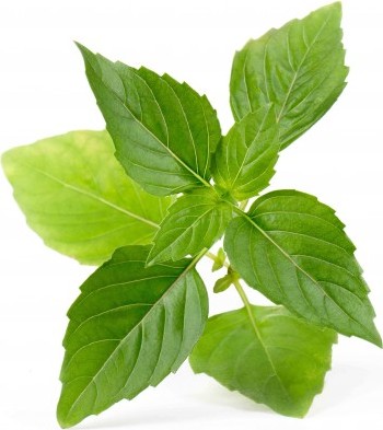 Wkład nasienny Lingot zioła nietypowe bazylia tajska