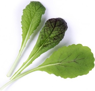 Wkład nasienny Lingot warzywa liściowe musztardowiec Red Giant