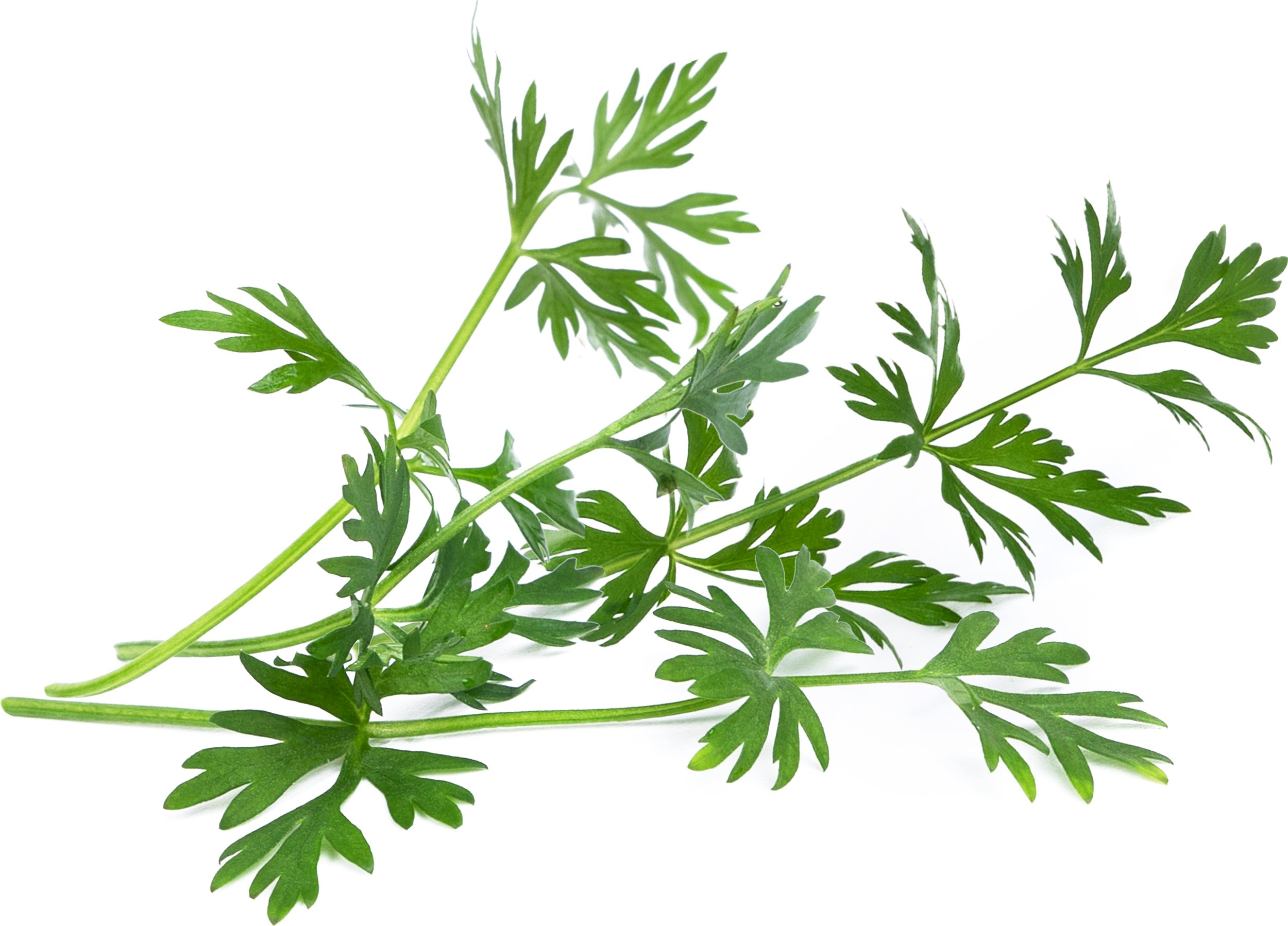 Wkład nasienny Lingot zioła nietypowe kmin rzymski