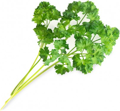 Wkład nasienny Lingot zioła podstawowe pietruszka kędzierzawa