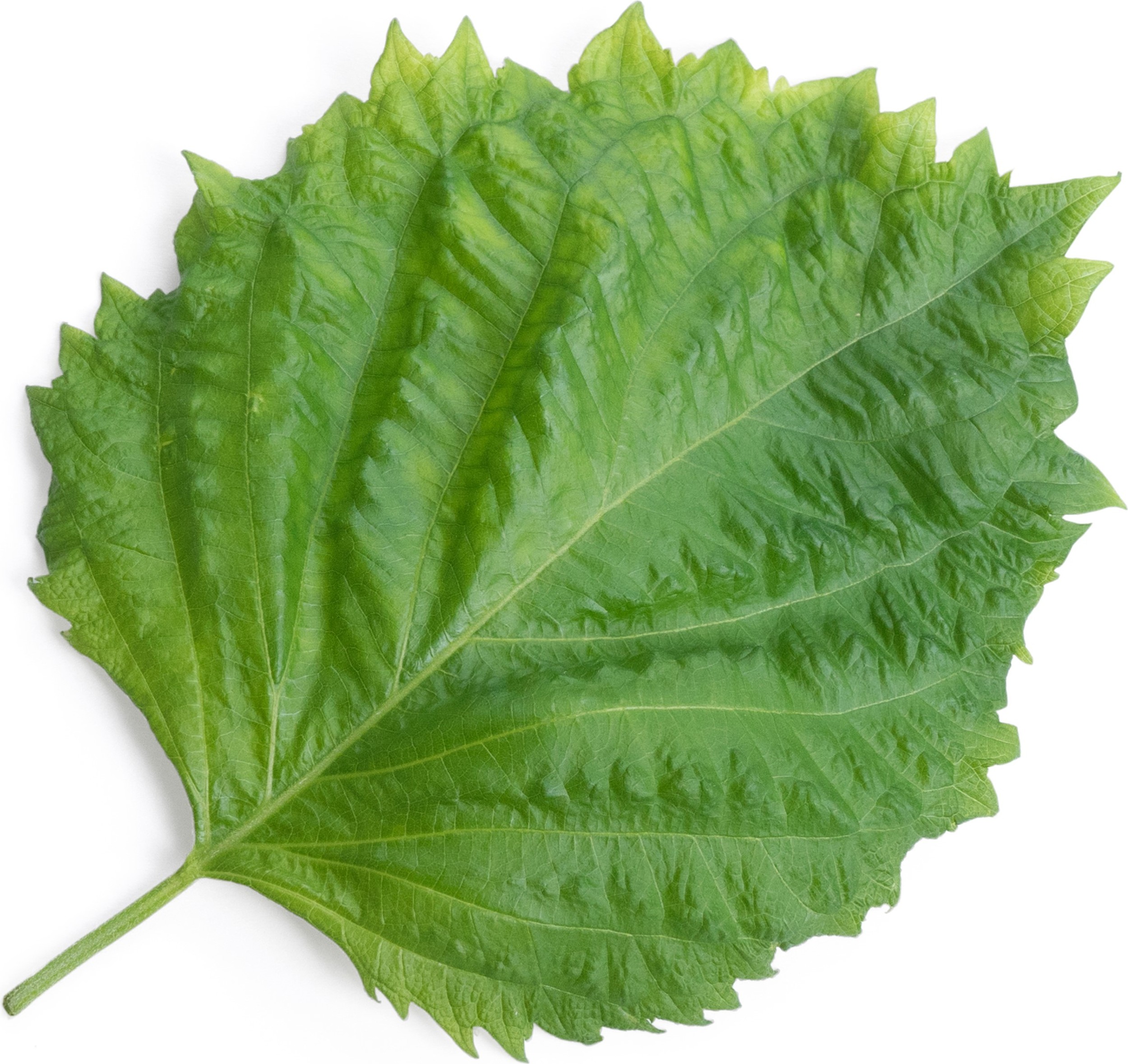 Wkład nasienny Lingot smaki azji pachnotka zielona