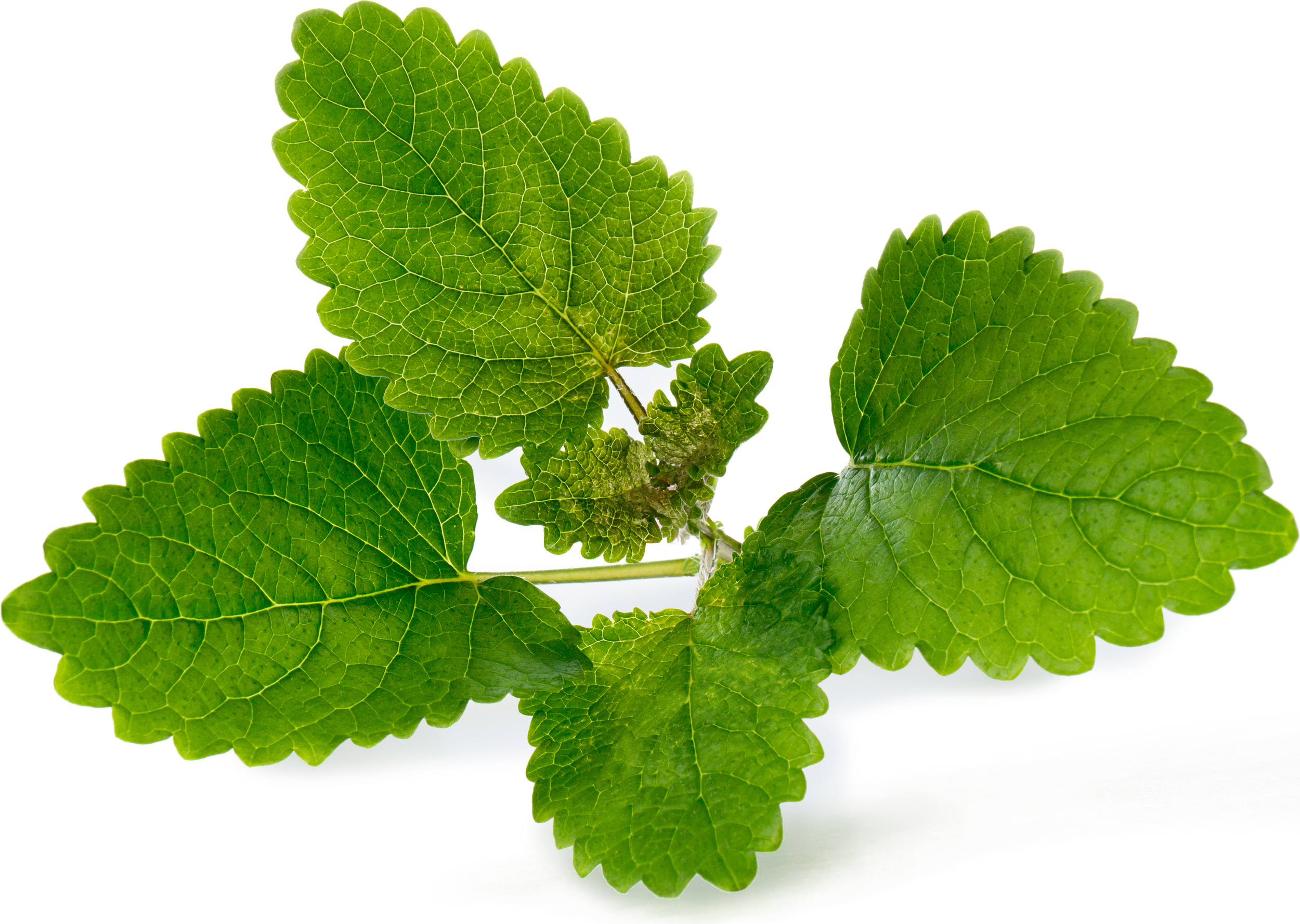 Wkład nasienny Lingot zioła nietypowe melisa lekarska