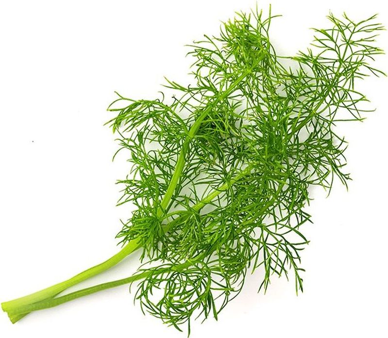 Wkład nasienny Lingot zioła nietypowe fenkuł