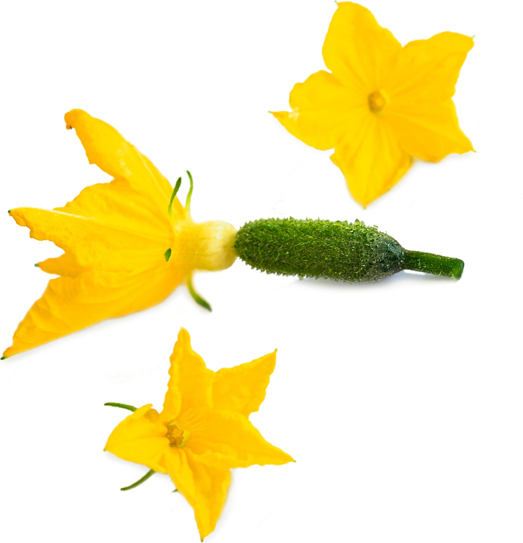 Wkład nasienny Lingot kwiaty jadalne ogórek