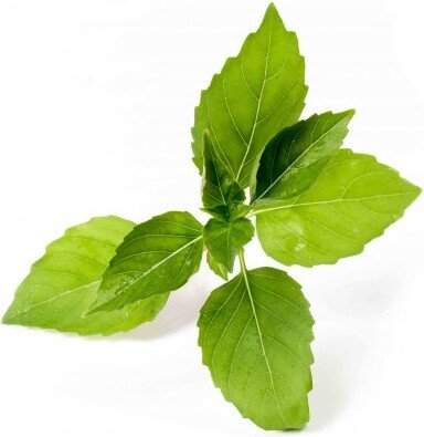 Wkład nasienny Lingot zioła nietypowe bazylia cytrynowa