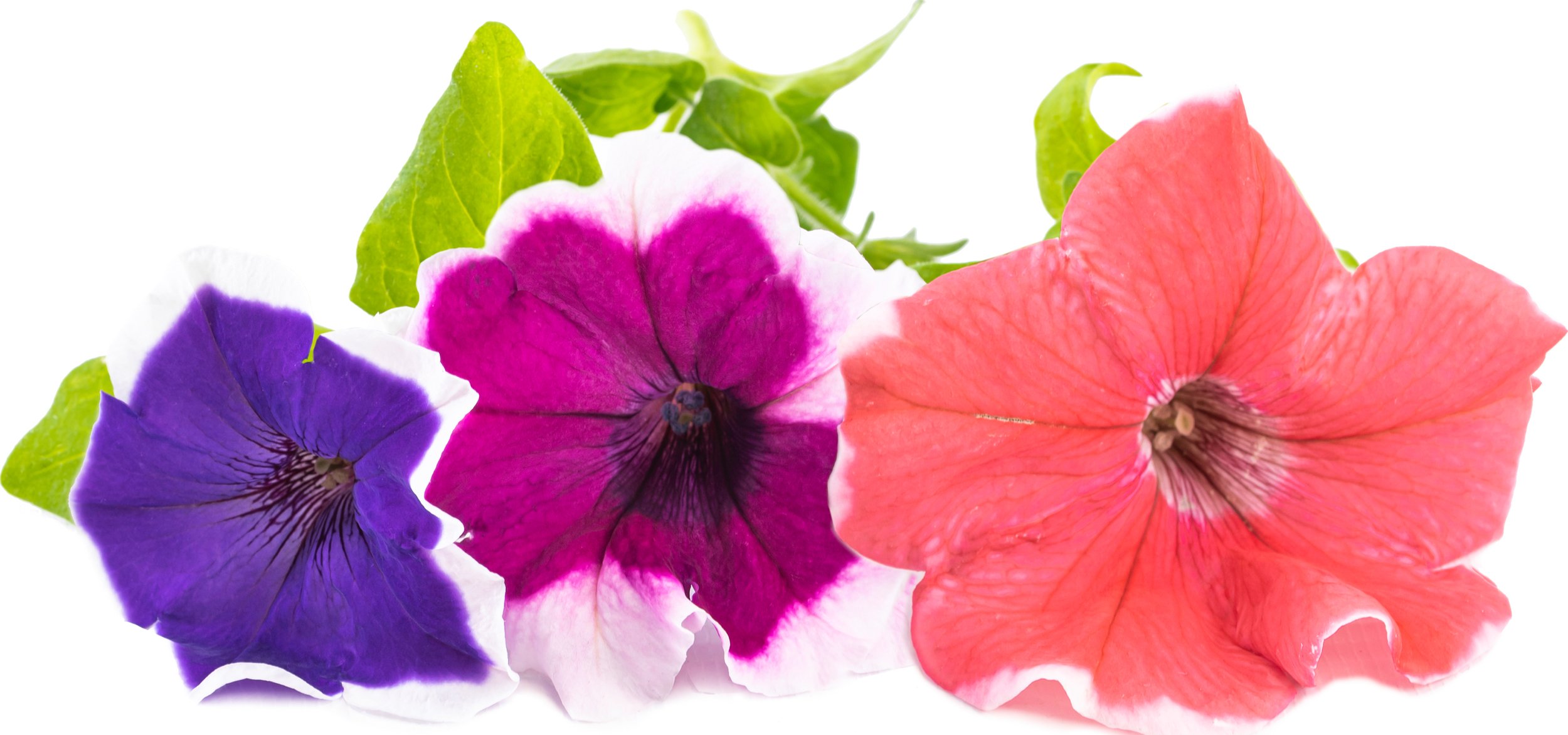 Wkład nasienny Lingot rośliny ozdobne petunia zwisająca